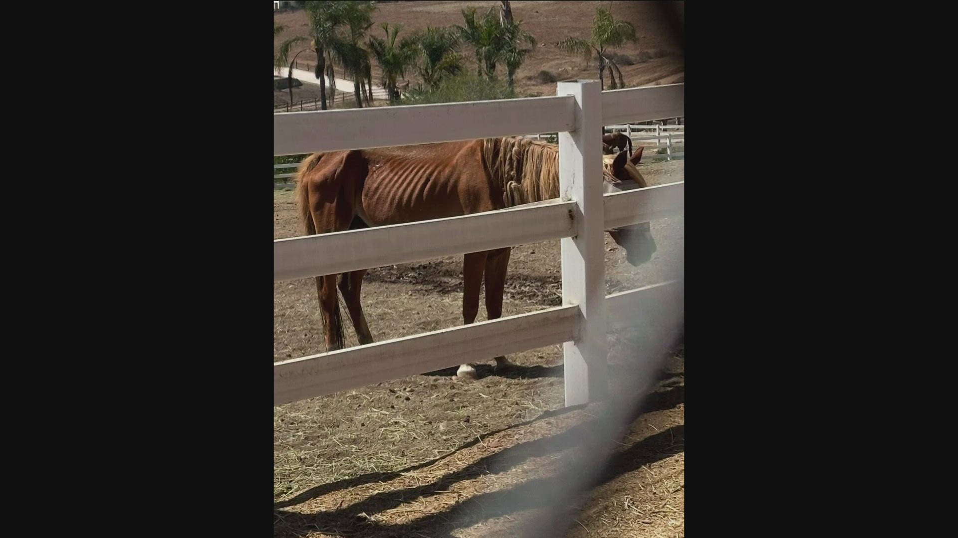 San Diego investigates horse welfare in Rancho Santa Fe | cbs8.com