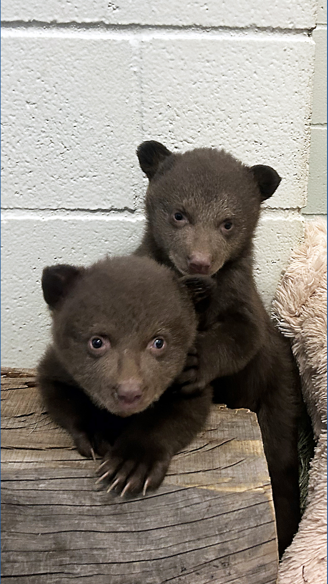 Orphaned bear cubs arrive at San Diego Humane Society's Ramona