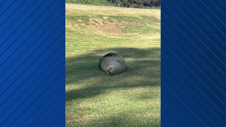 Sea lion leaves ocean, spends a day on the green at Omni La Costa golf course