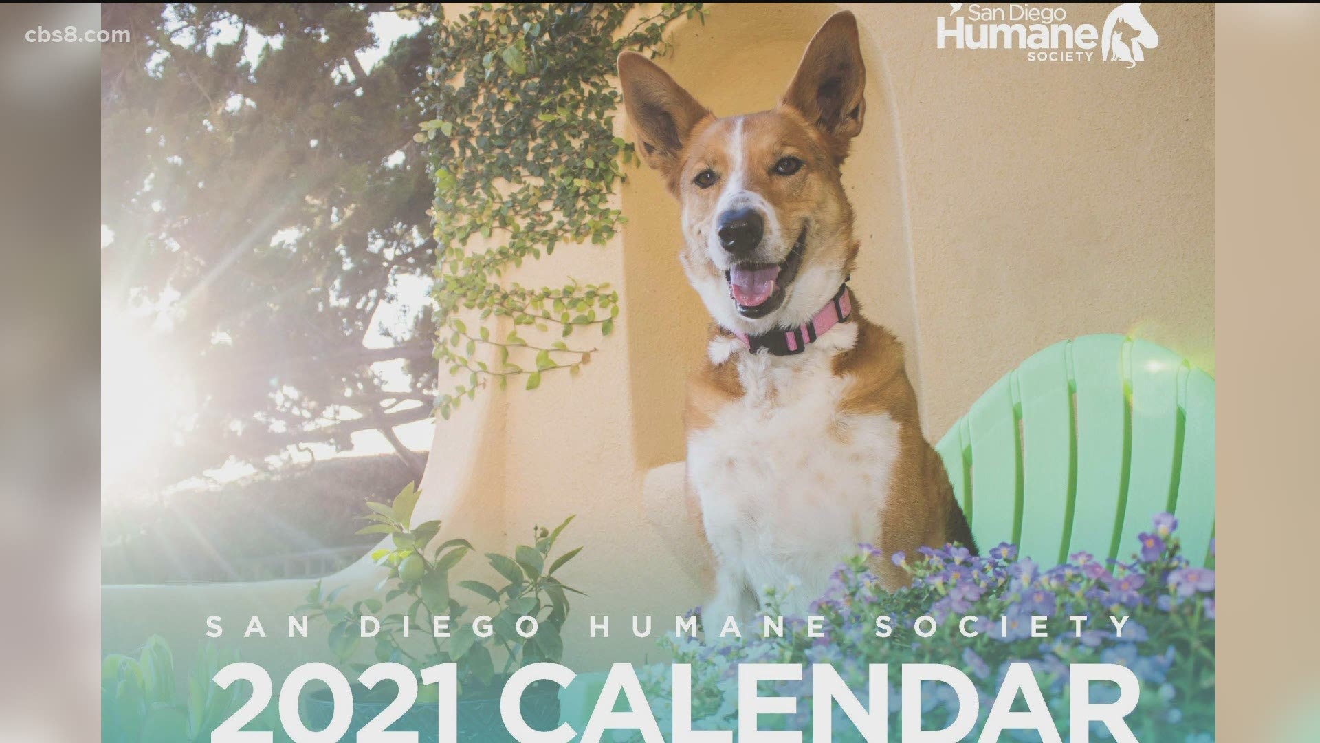 Nina Thompson, Jeffrey Hicken, Vicky and Rosco joined Morning Extra to talk about the calendar and how it helps animals in San Diego.