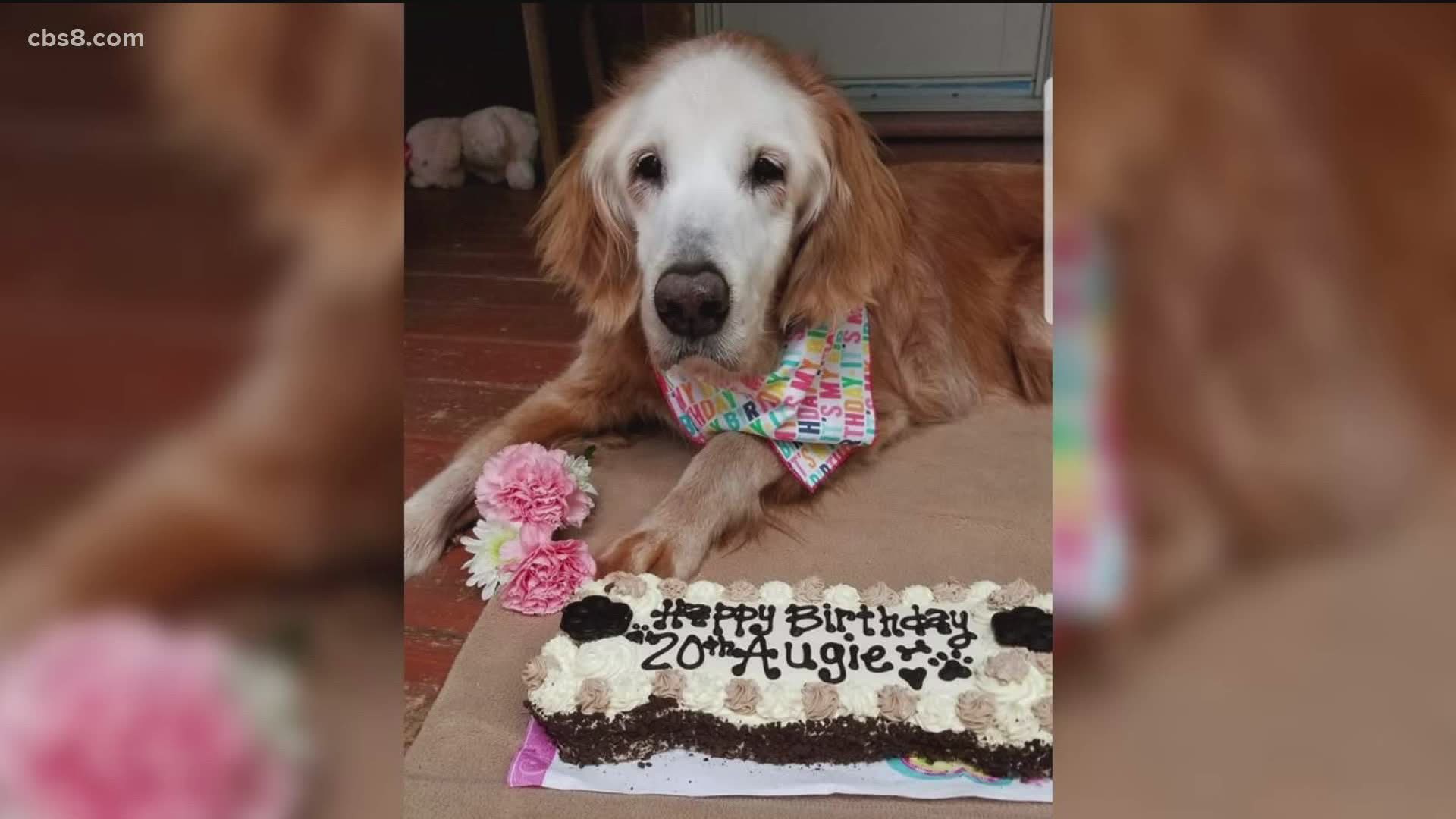 This update includes another political stance from an ice cream maker, trolls come after Savannah Guthrie & the world's oldest golden retriever is celebrating a bday