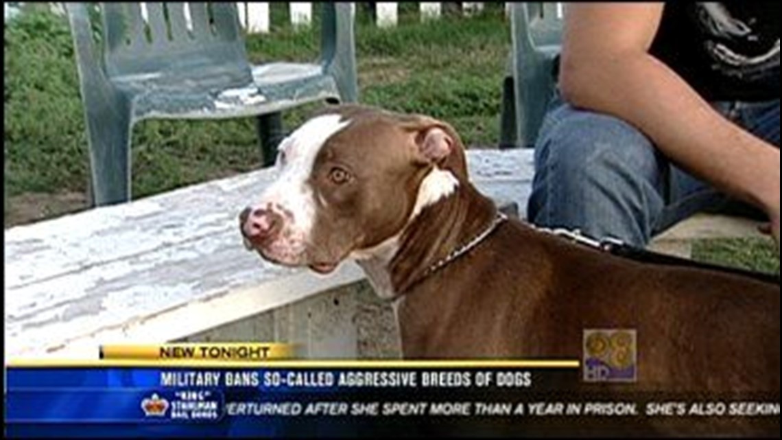 are pitbulls banned in spain