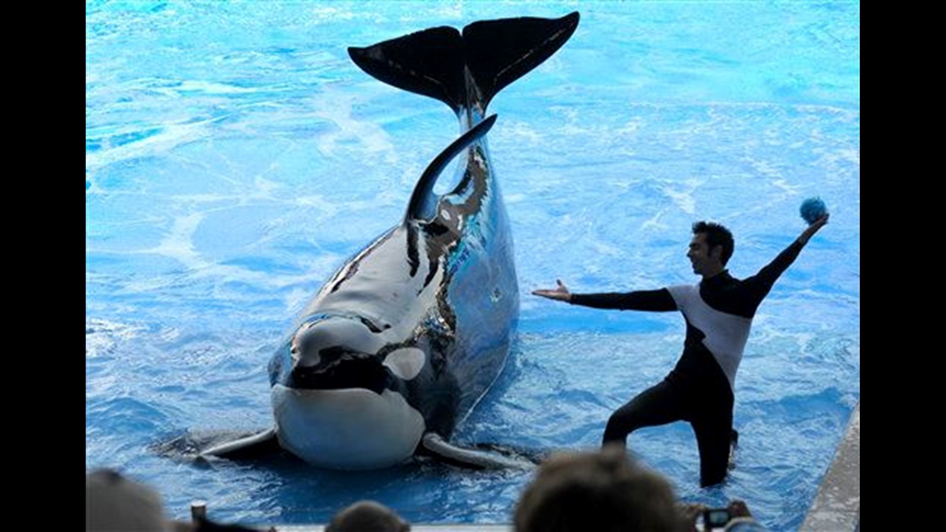 Seaworld Trainers May Go Back In Water With Orcas