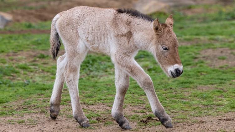 San Diego Safari Park welcomes newborn Przewalski's Horse