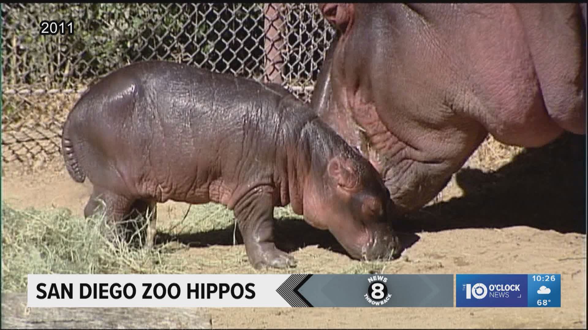 Hippos Otis and Funani had a bouncing baby hippo and it caused quite a sensation at the San Diego Zoo.