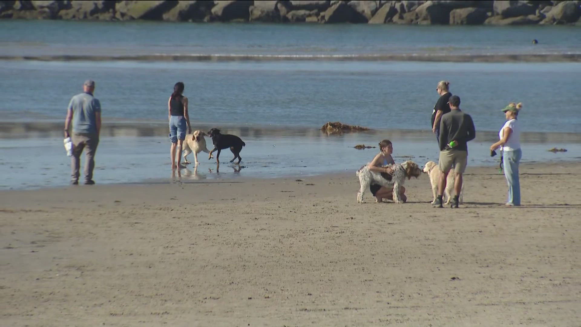How you and your pet can stay safe during extreme heat in San Diego ...