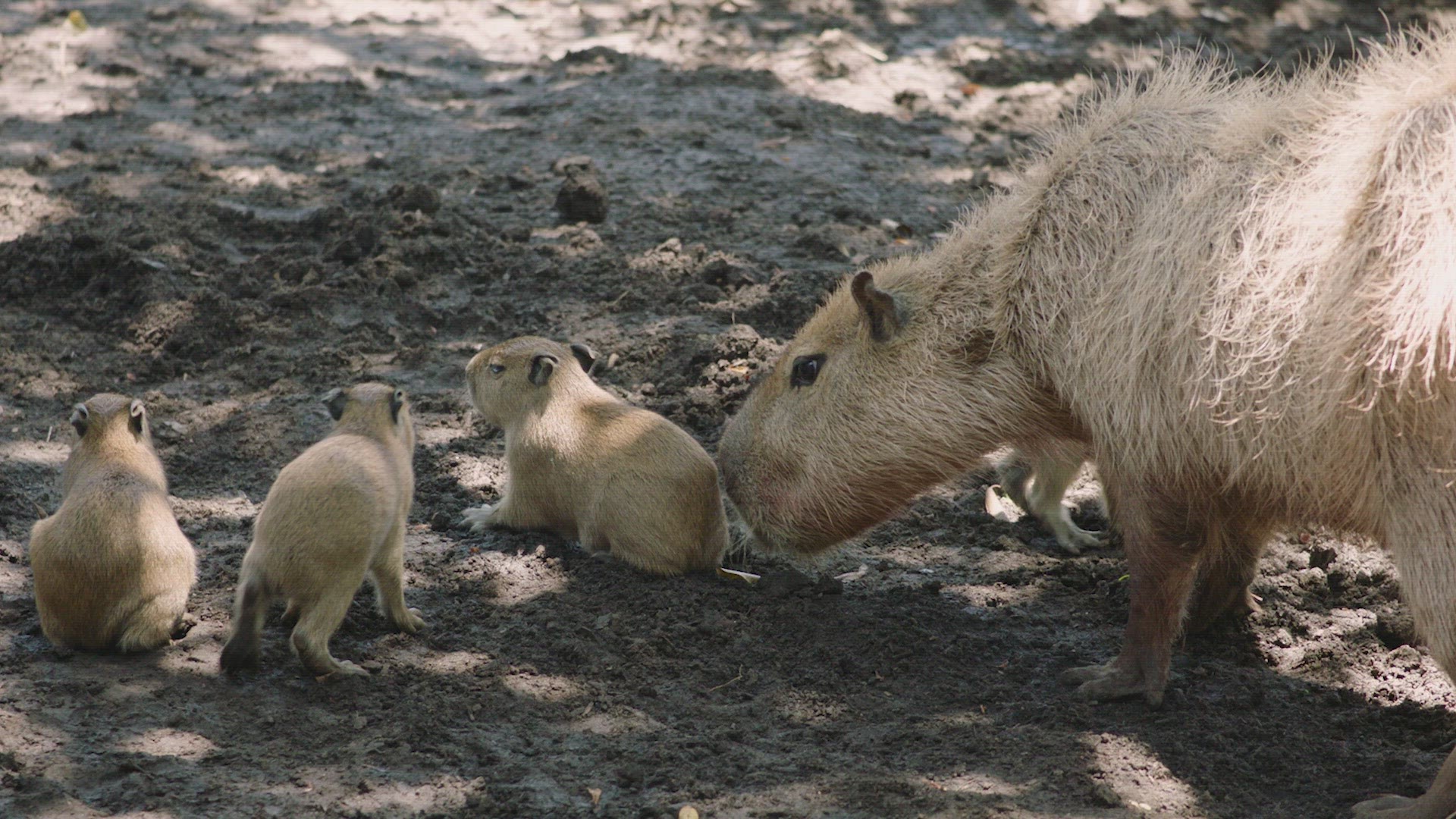 The San Diego Zoo welcomed four capybara pups, born to second-time mother Rosalina and first-time father Bowie, on July 23, 2023.