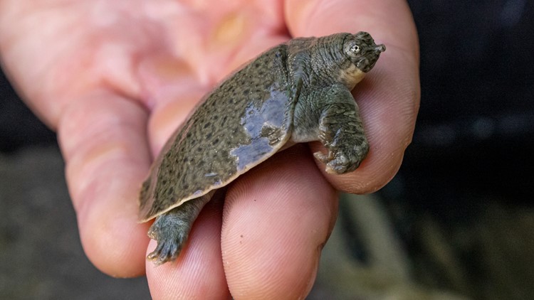 San Diego Zoo Wildlife team welcomes 41 rare and endangered turtle hatchlings