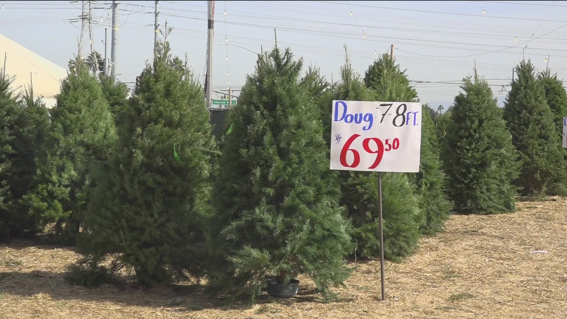 As holiday shoppers flock to Christmas tree lots, they'll find fewer options this year, with Douglas Firs and Noble Firs dominating the market.