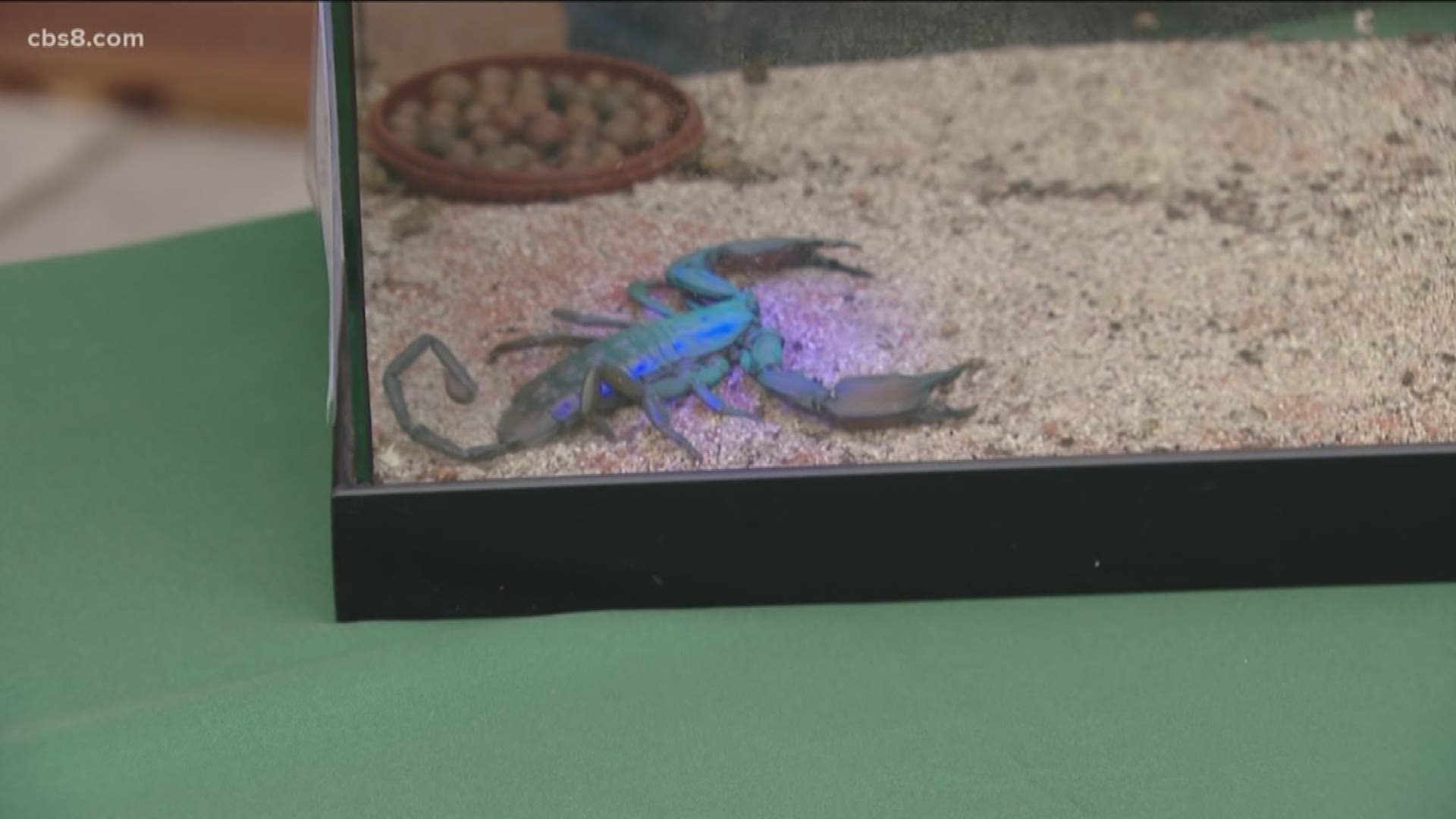 The Insect Festival will feature live insects, spiders, lizards and snakes.