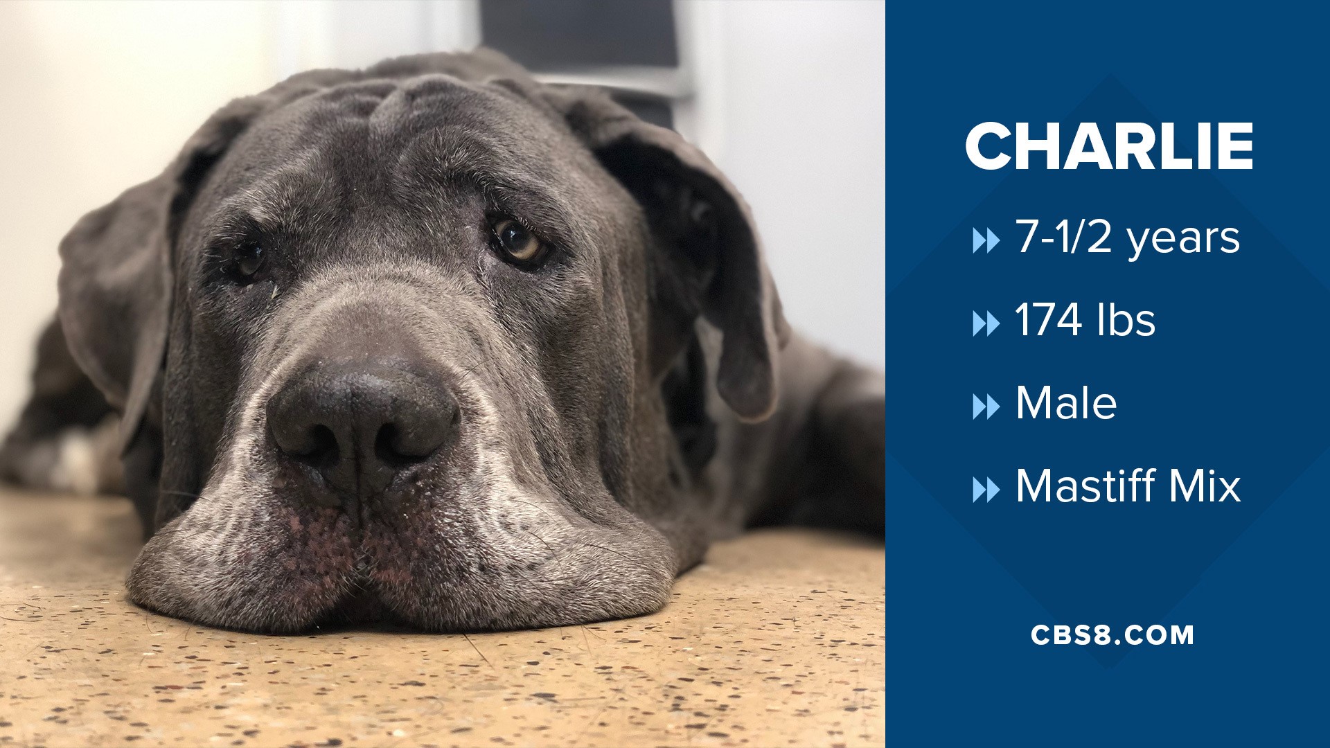 Charlie is a seven and a half year old mastiff and loves to be a couch potato.