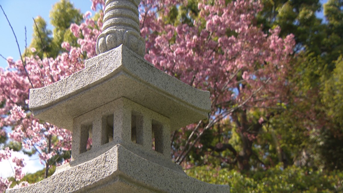 SD cherry blossoms in full bloom at Japanese Friendship Garden - Vimarsana News