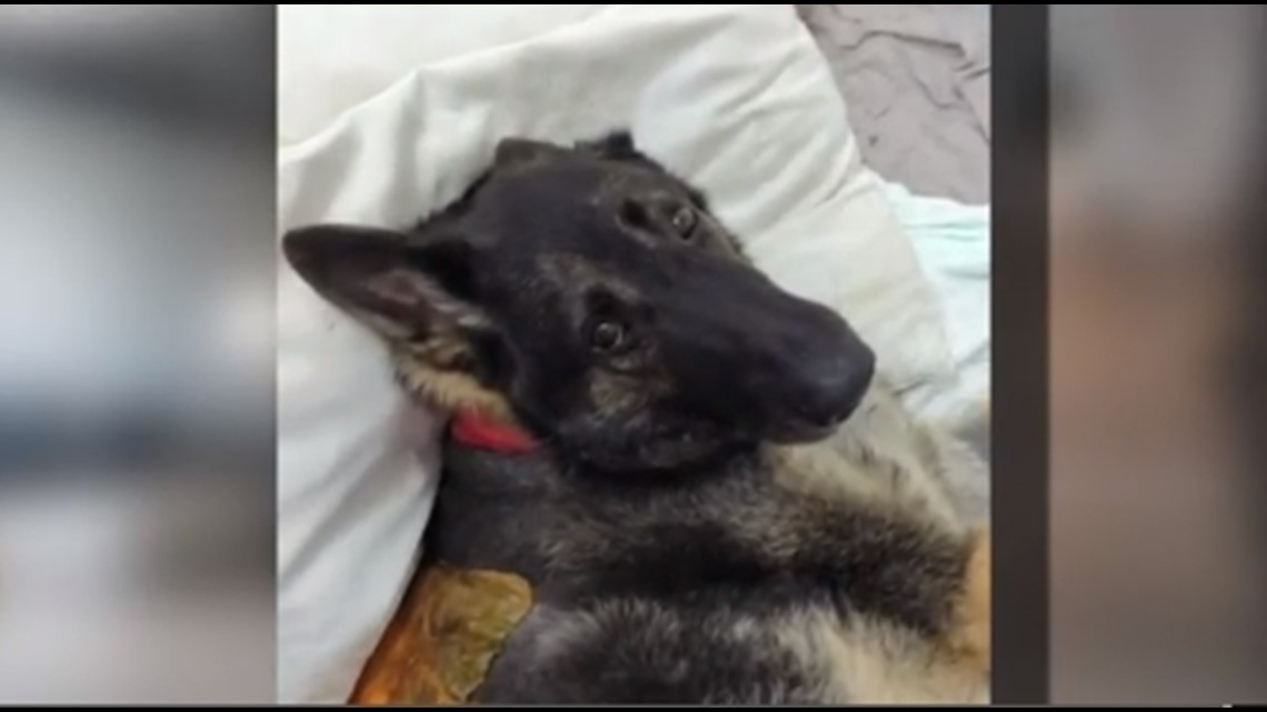 German Shepherd, Indy, recovering from back surgery after falling into 50-foot hole in Bonita