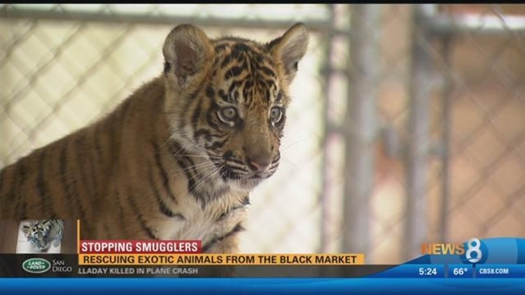 Video: Adorable Baby Tiger Being Smuggled Into US From Mexico Rescued