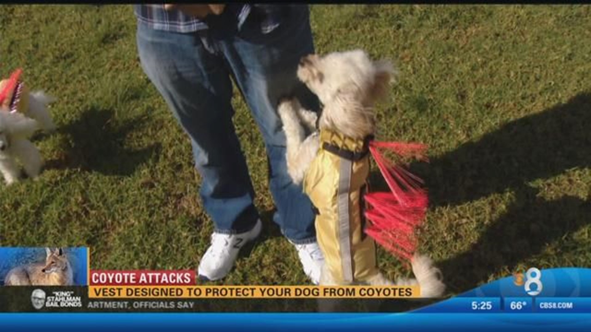 coyote vest for dogs - do they really work ? Watch amazing video