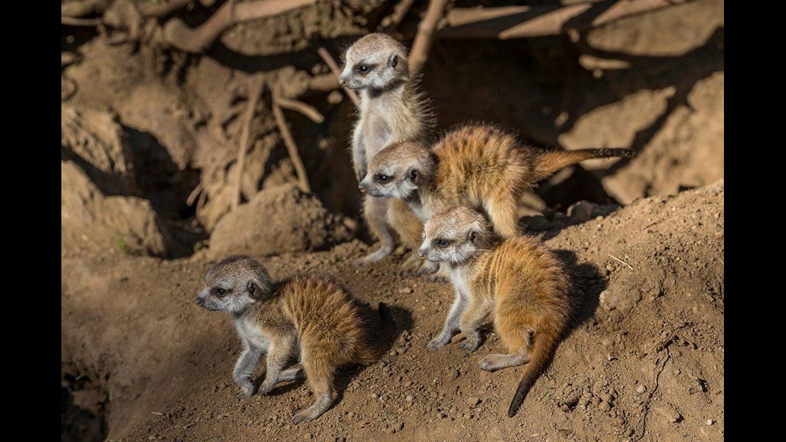 Meerkat pups make their debut at the San Diego Zoo 