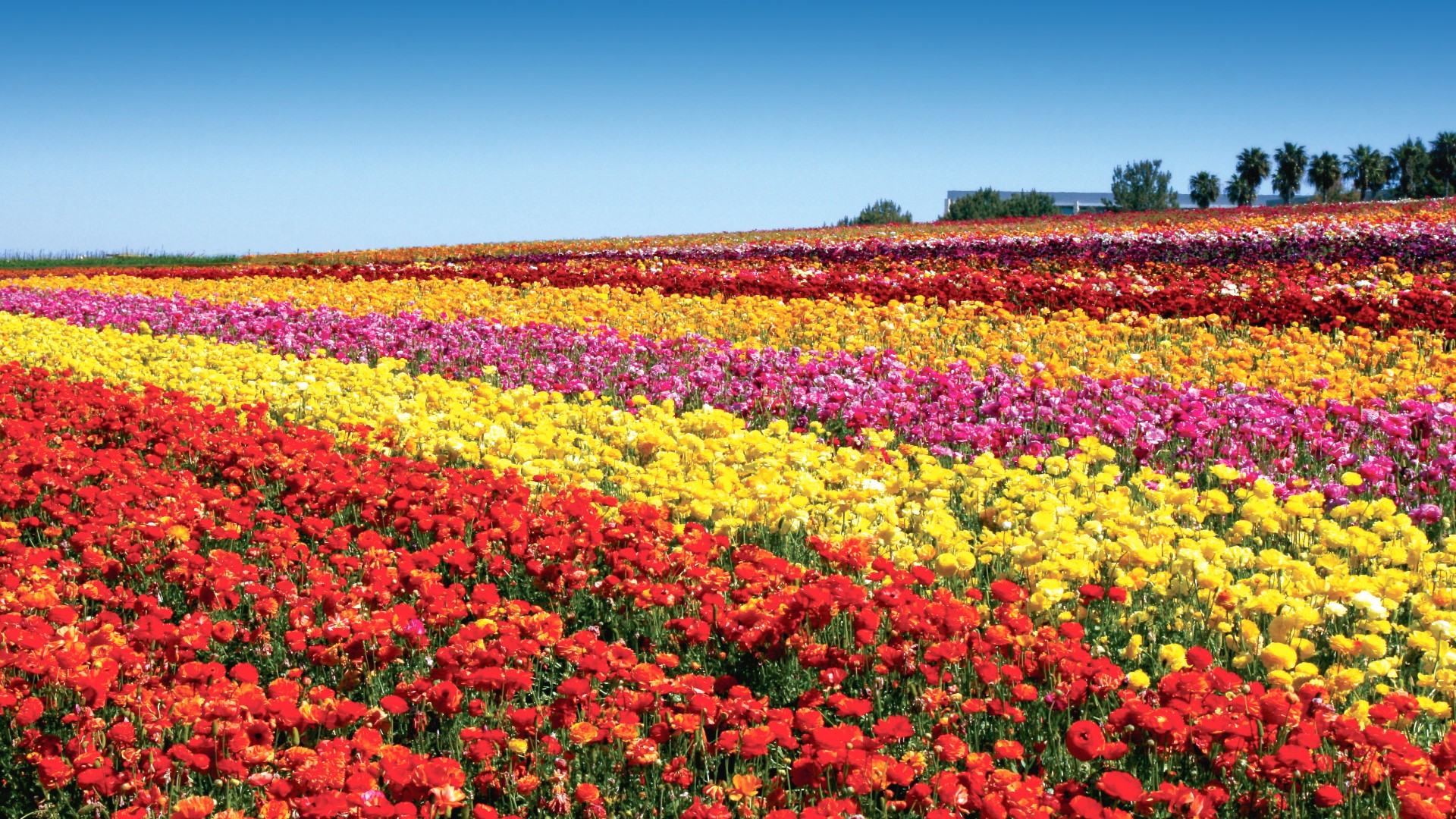 The 55 acres of Giant Tecolote Ranunculus flowers bloom for just six to eight weeks each year. The best time to visit is March through early May.