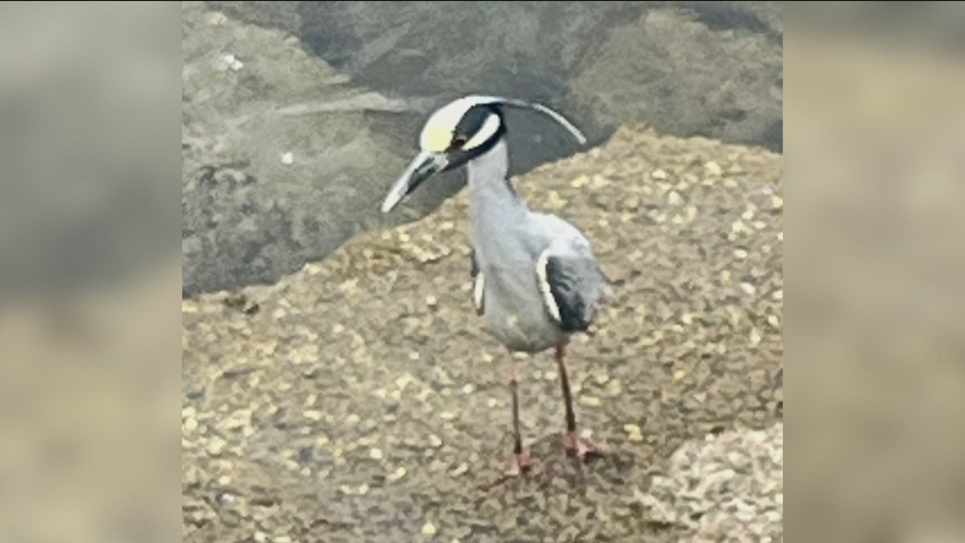 The awe-striking gray birds with the yellow crown are more commonly found in some parts of the southeast region of the country.