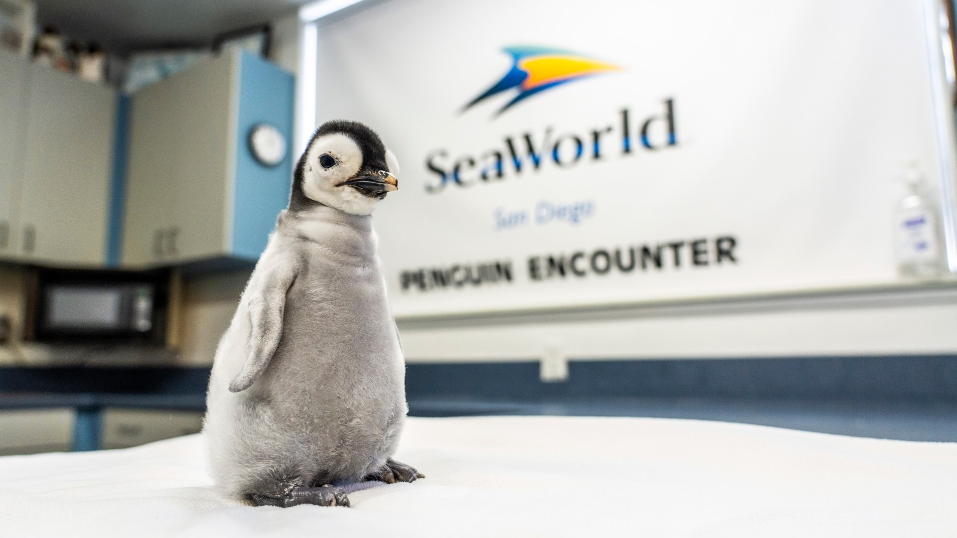 This is the first chick hatched at SeaWorld San Diego since 2010.