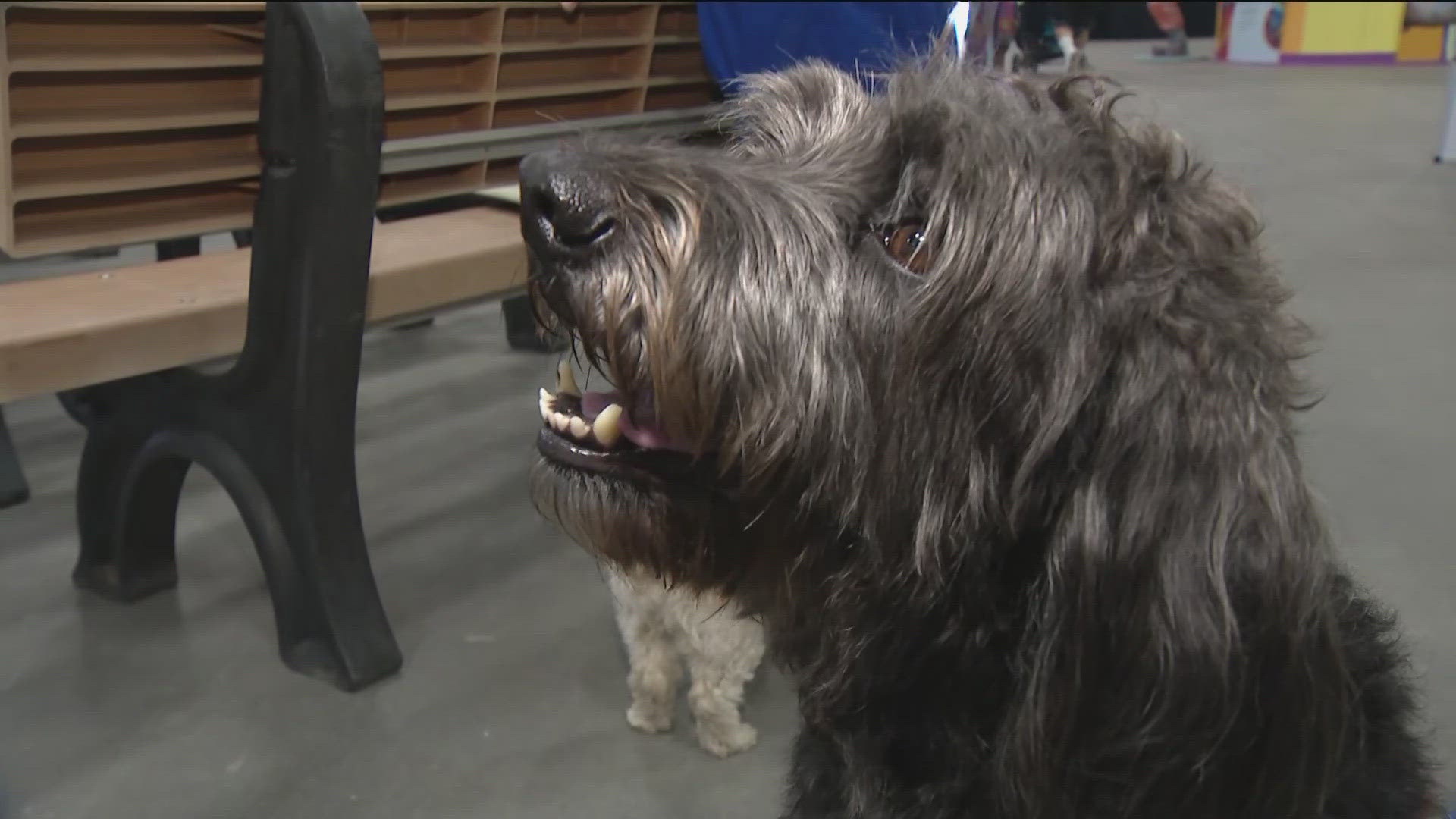 CBS 8's Chris Gros visited the fair's main exhibit hall to discuss this year's theme, Summer Pet-tacular.