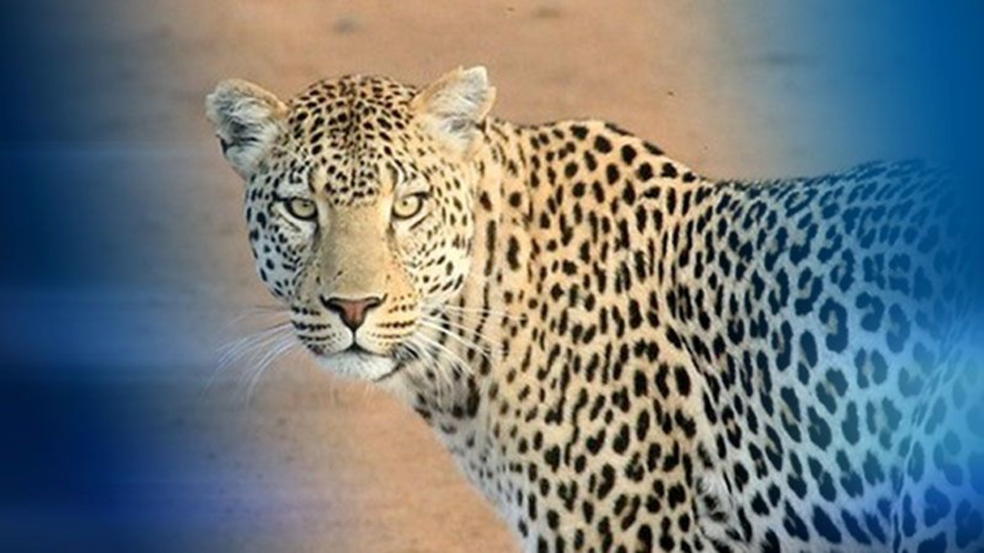 Leopard grabs and eats toddler alive in Uganda national park