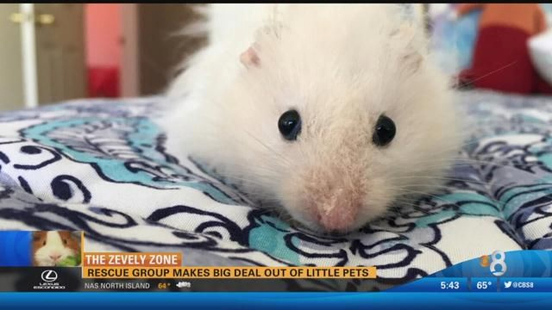 Wee Companions Rescue groups makes a big deal out of little pets