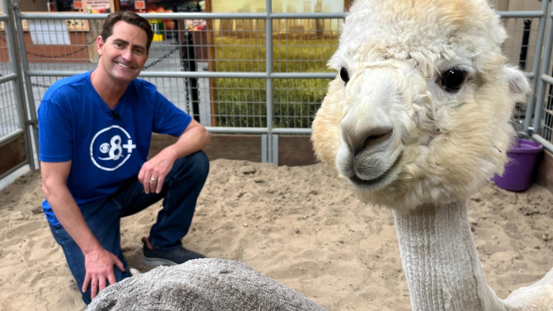 Sweet animals on display from hills of El Cajon. Jeff seeks redemption after 'alpaca spitting incident' years ago.