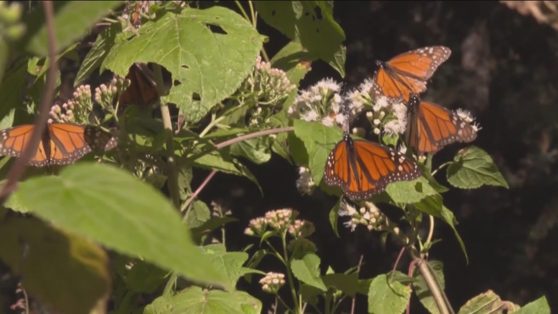 There's been a dramatic decline in the monarch butterfly population along the West Coast in recent years.