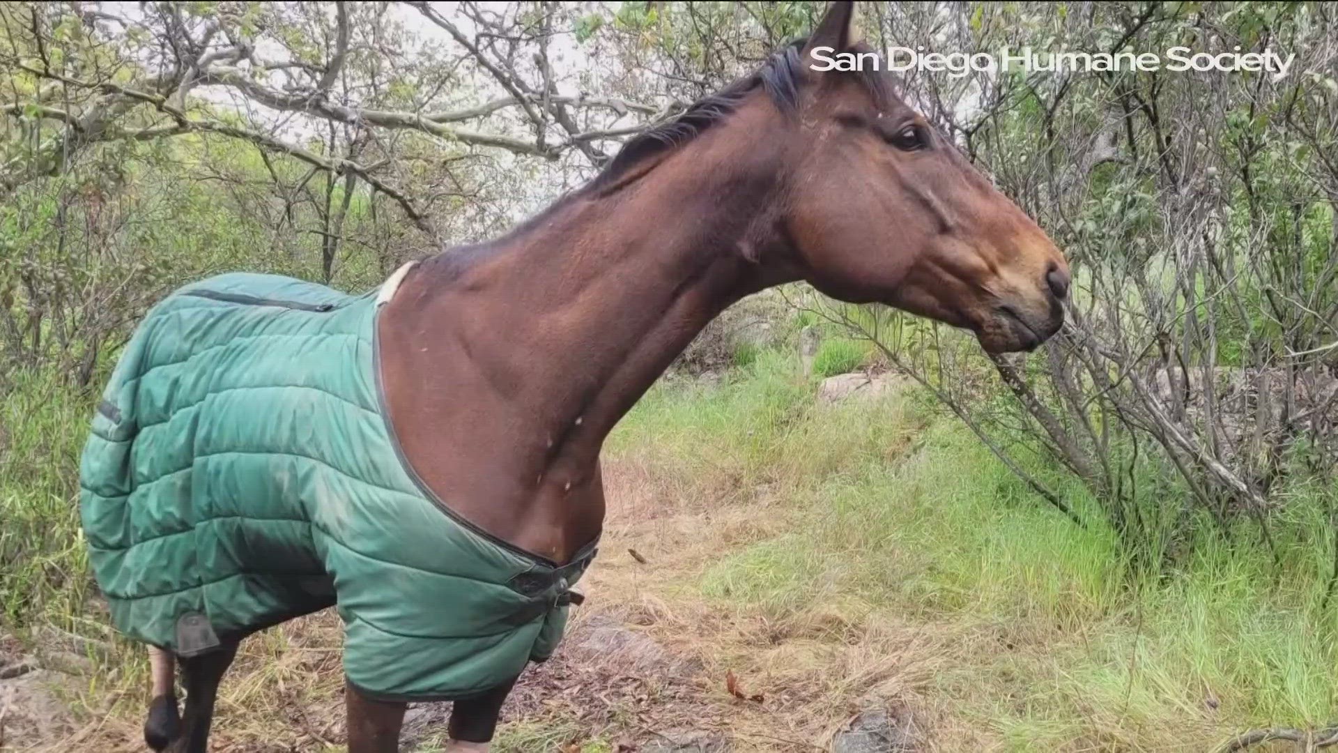 A horse that fell in a ravine Sunday in Jamul had to wait more than 18 hours for rescue.