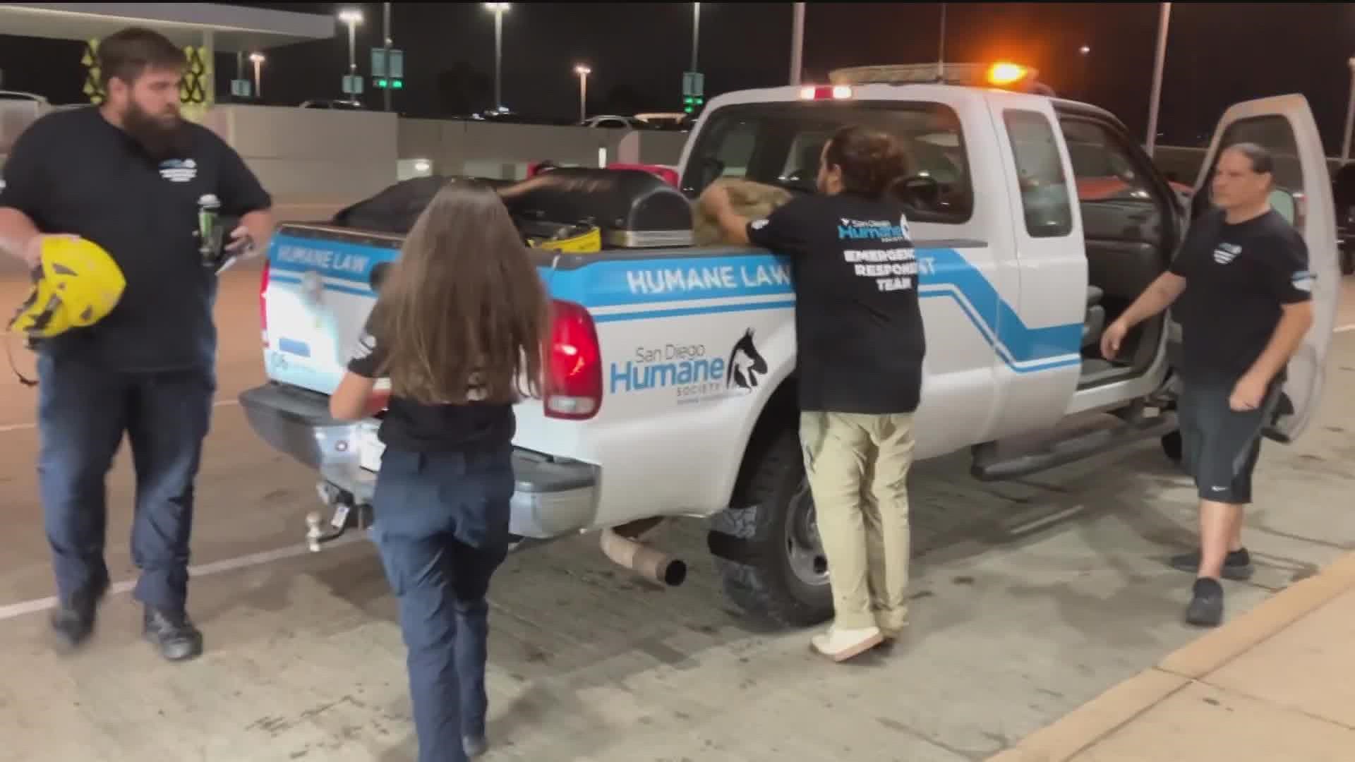 Whipping wind and destructive flooding did not stop four San Diegans from traveling to Florida to help pets and animals impacted by Hurricane Ian.