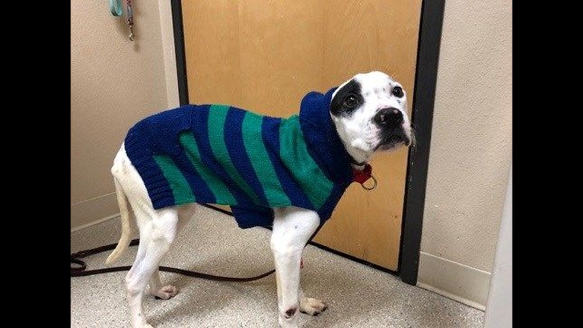 humane society dog sweater