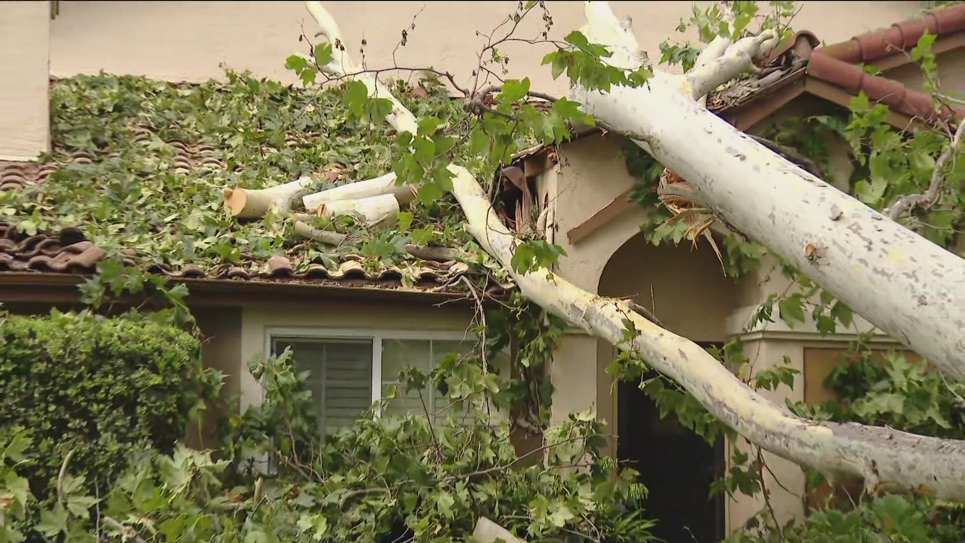 Crews removed giant trees that fell in University City Sunday evening.