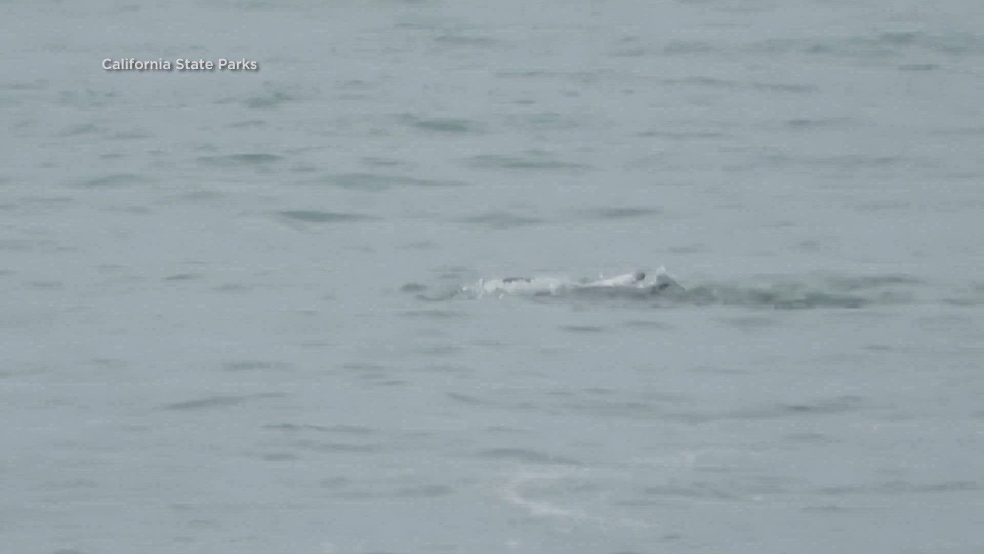 A shark was caught on camera feeding on a dolphin off the coast of La Jolla, about 30-40 yards offshore.