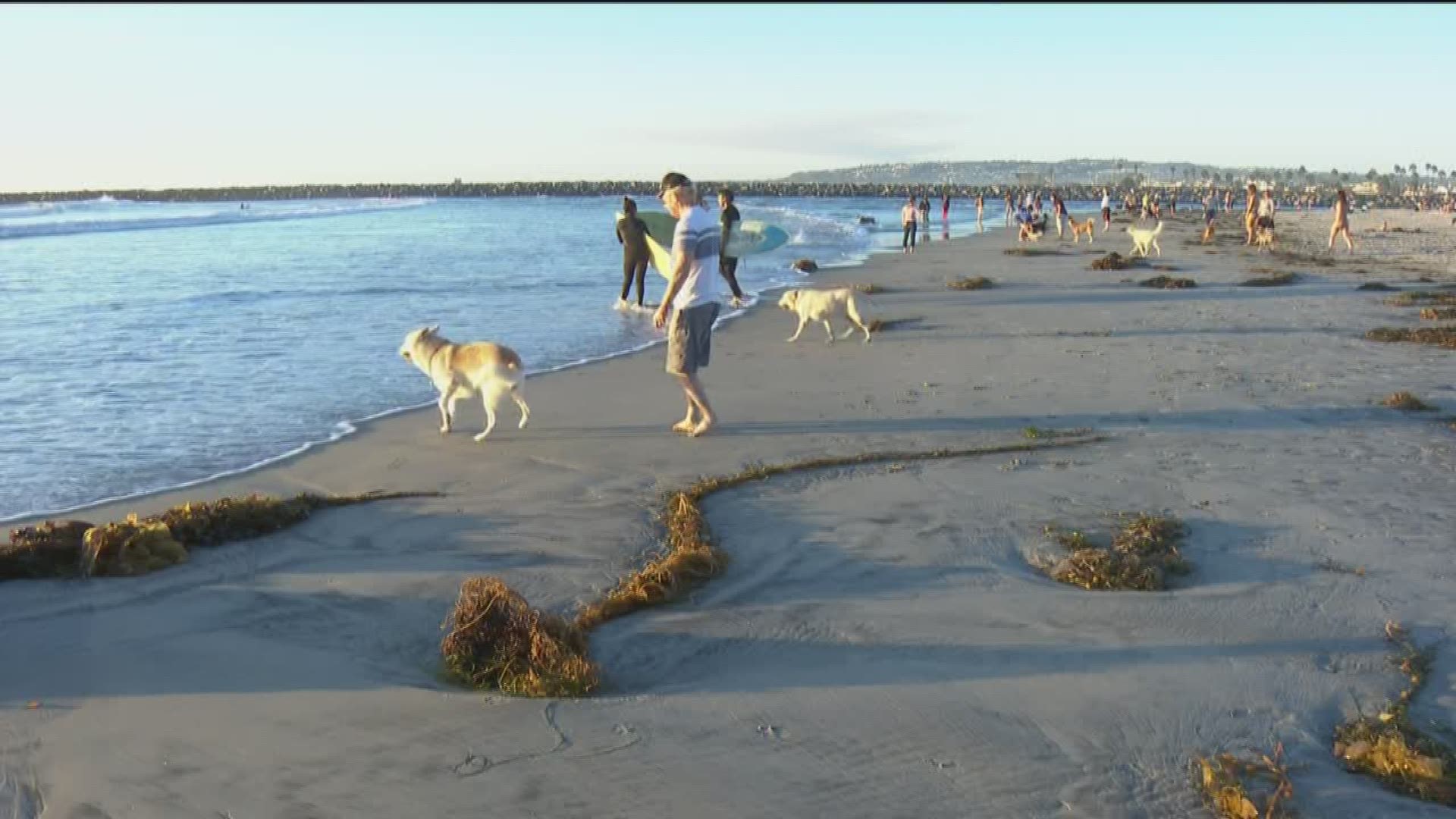 The San Diego County Department of Public Health on Tuesday issued an advisory for high bacterial levels at the San Diego River outlet at Dog Beach in Ocean Beach.