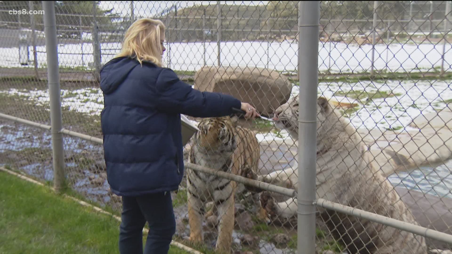 Founder of the big cat rescue, Bobbi Brink joined Morning Extra to talk about what they have been up to and how they are celebrating.