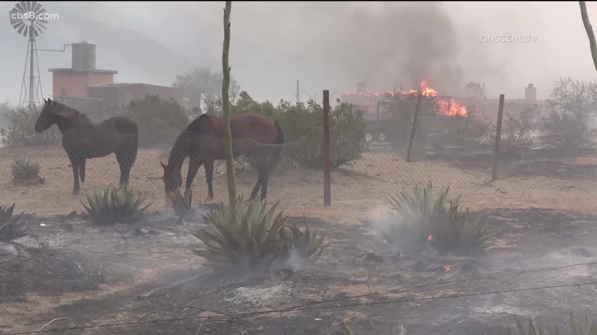 The vegetation fire started on Saturday evening and grew as strong winds of 40-60 mph helped fuel the flames.