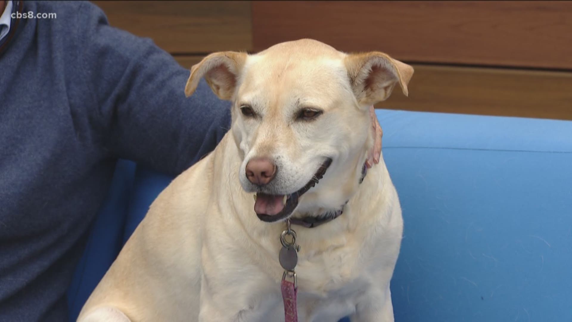 Scott MacDonald, co-author of Think Like a Dog and his dog Sadie, a mixed breed Labrador Retriever that Scott and his son rescued from the streets, visited Morning Extra to talk about how dogs can teach us how to be happy in life and successful at work.