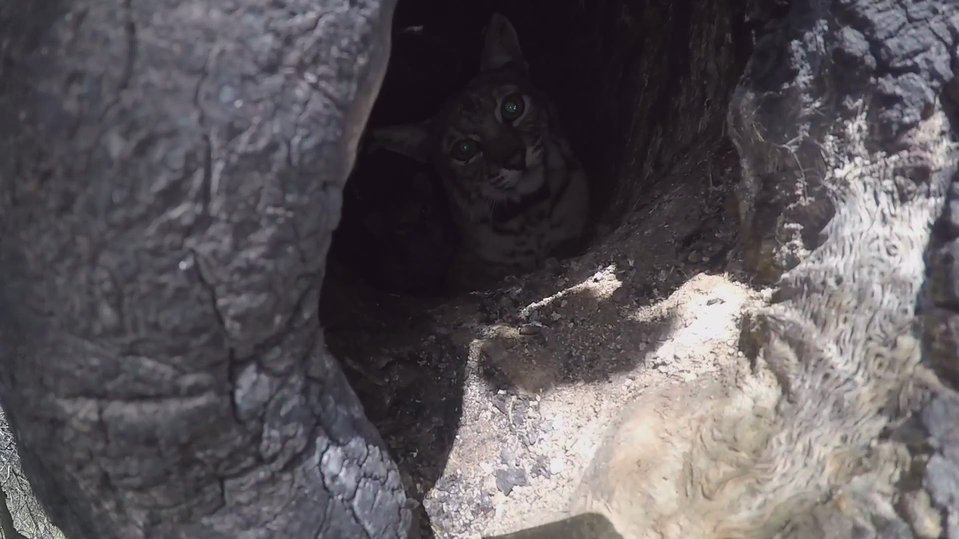 National Park Service biologists located the female bobcat in a cavity of a large oak tree on April 15, 2021.