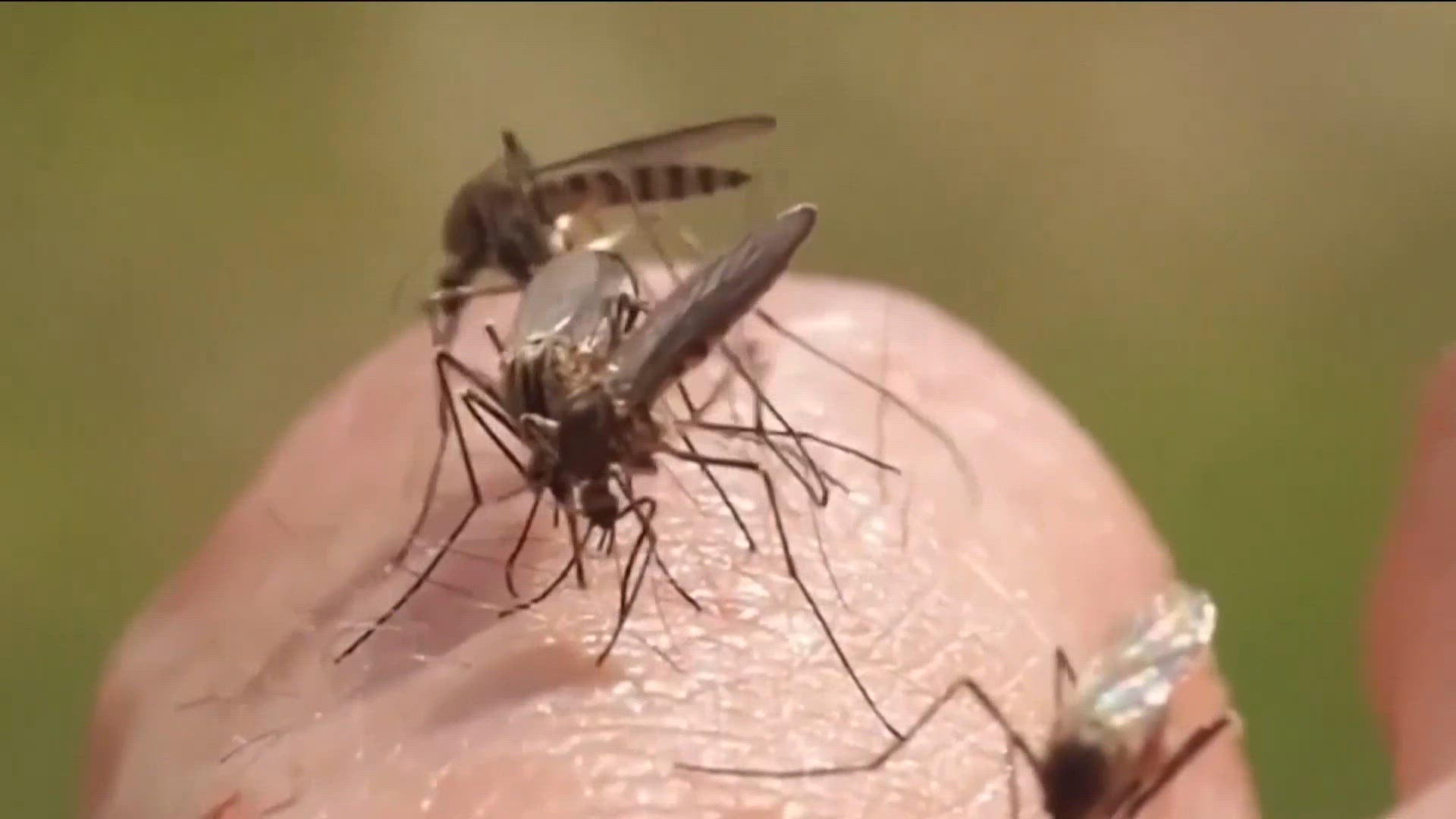 San Diego County steps up mosquito treatment as West Nile activity continues
