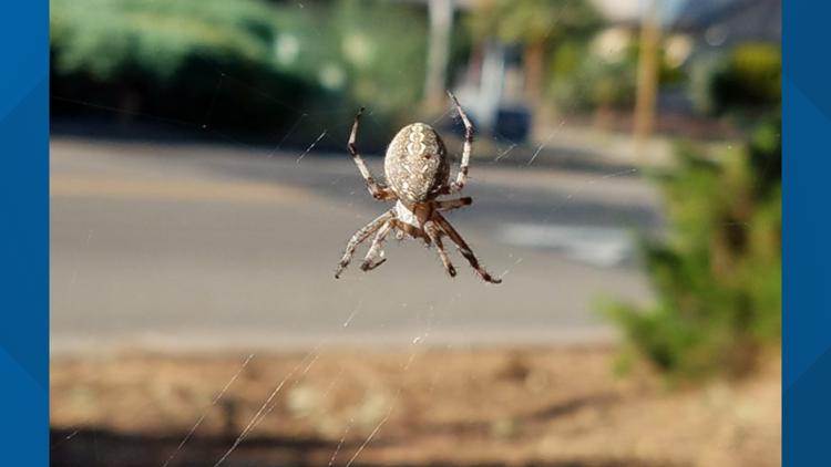 Giant spiders all over San Diego. Here's why – NBC 7 San Diego