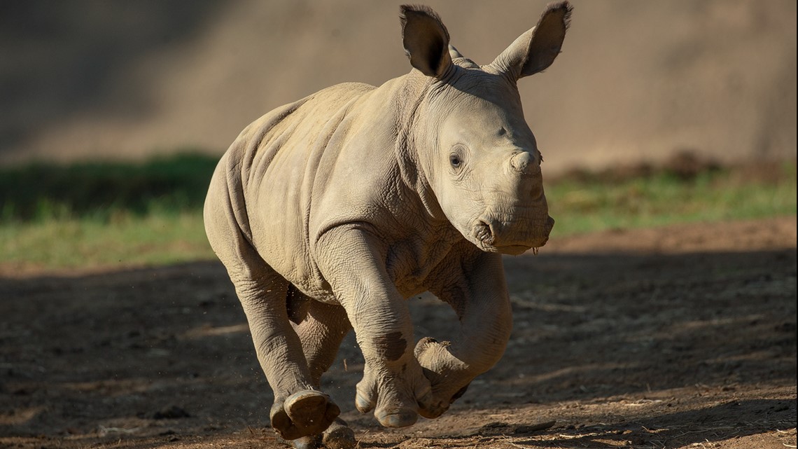Baby rhino at San Diego Zoo Safari Park gets a name: Neville