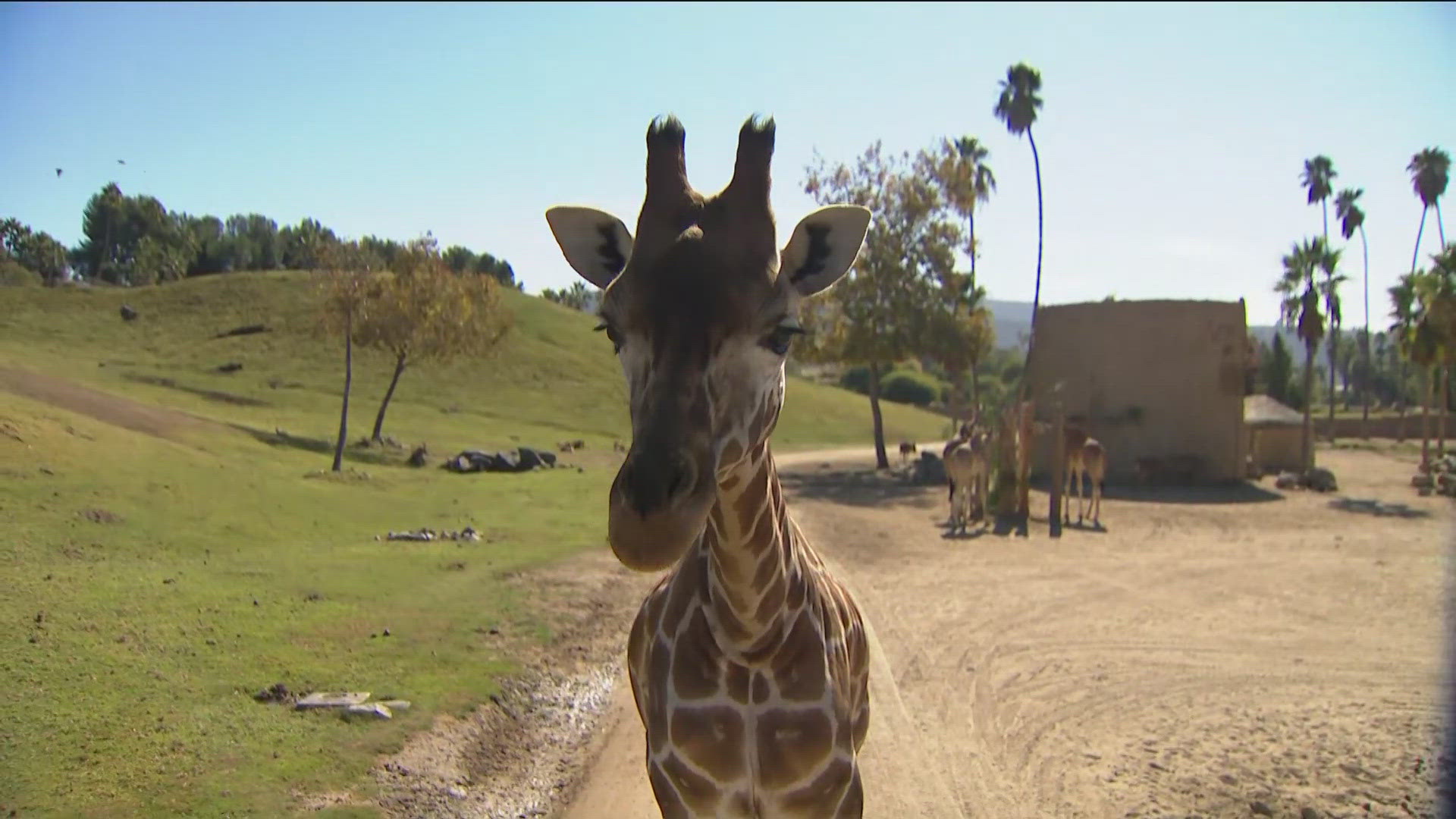 We headed out to the San Diego Safari Park to meet the giraffes.