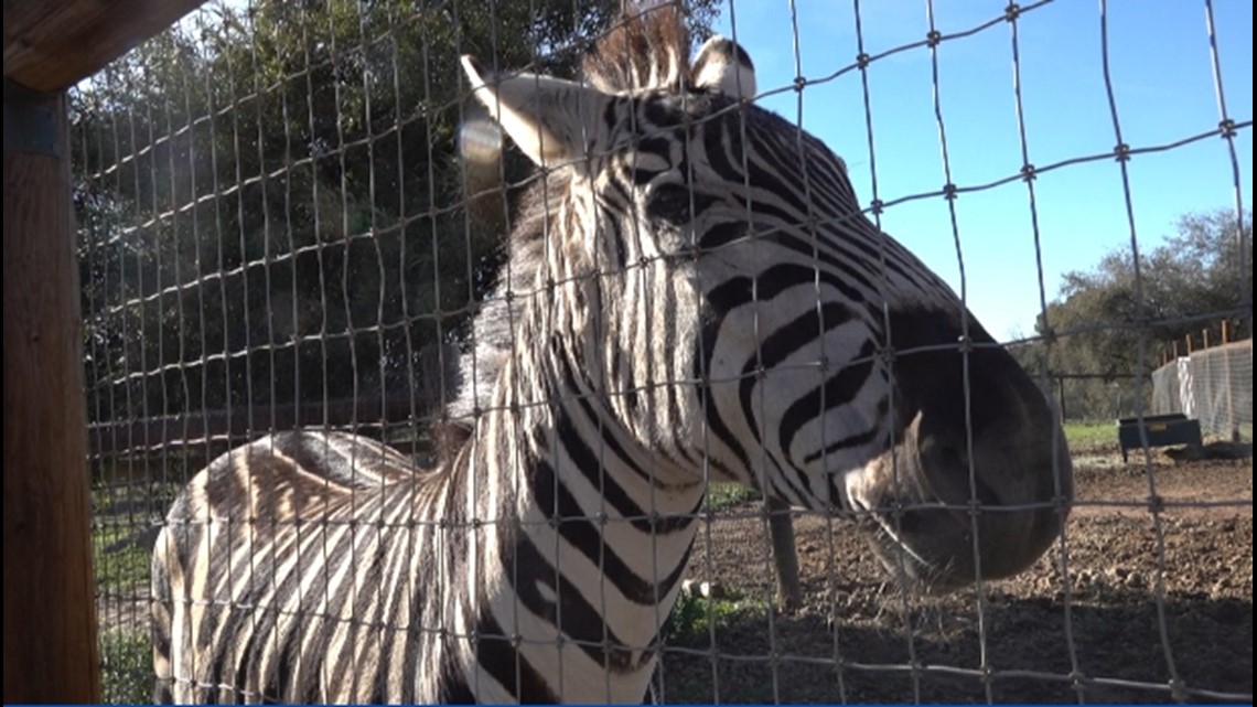 Visit the San Diego Animal Sanctuary and Farm in Alpine - Vimarsana News