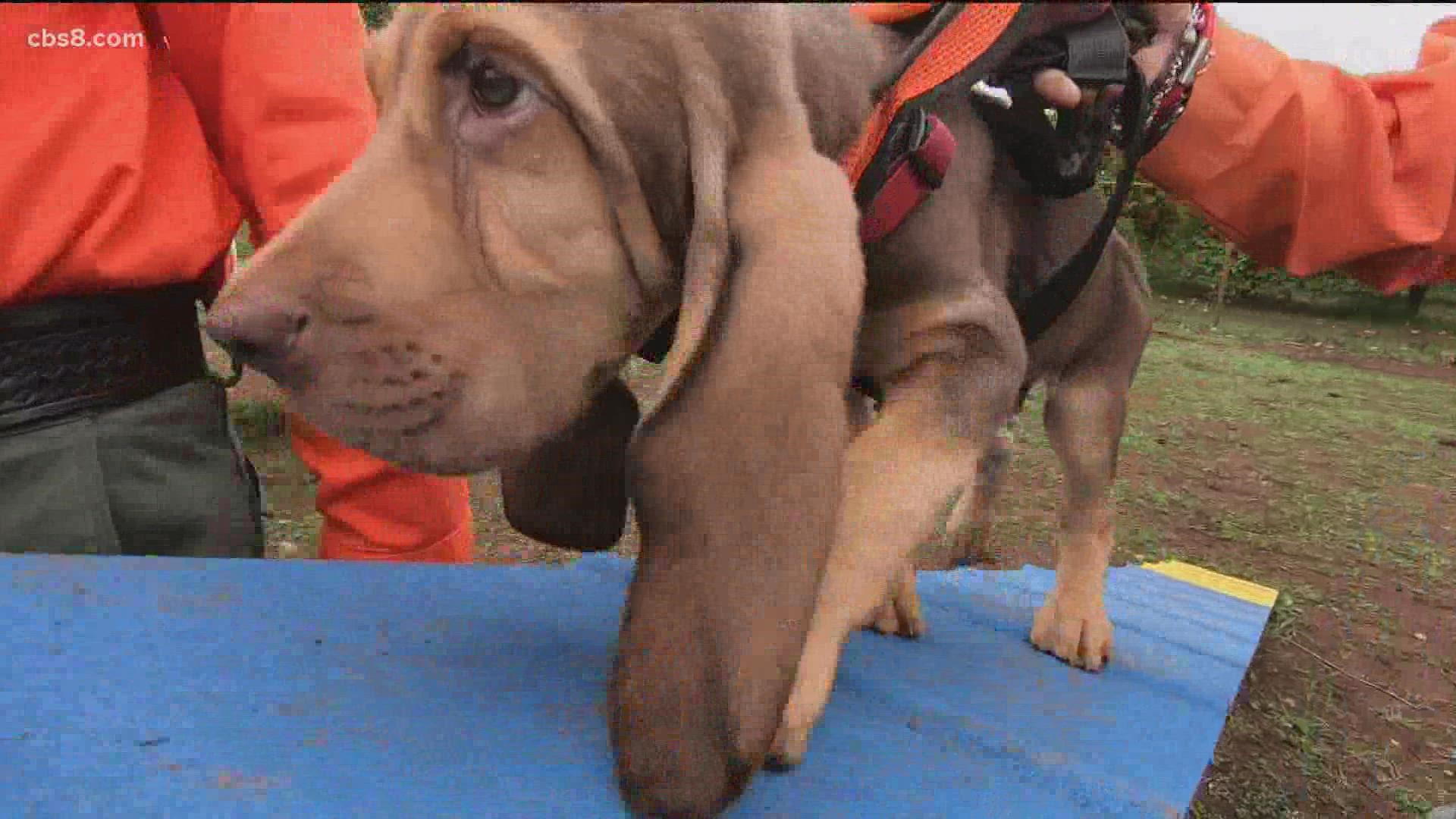 Albert, a 12-week-old bloodhound puppy is working to become a search and rescue dog with the department's Search and Rescue (SAR) K-9 Unit.