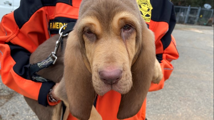 'He’s very fearless' | Bloodhound puppy begins training with the San Diego County Sheriff's Department