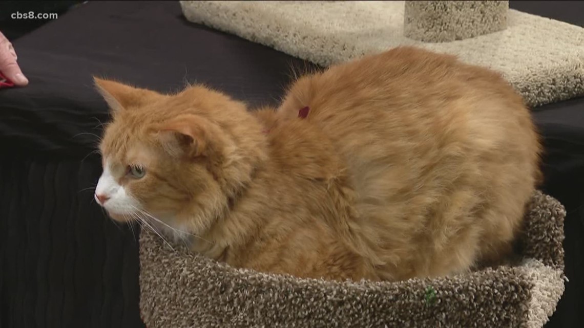 Here's a purrfect preview of the San Diego Cat Show