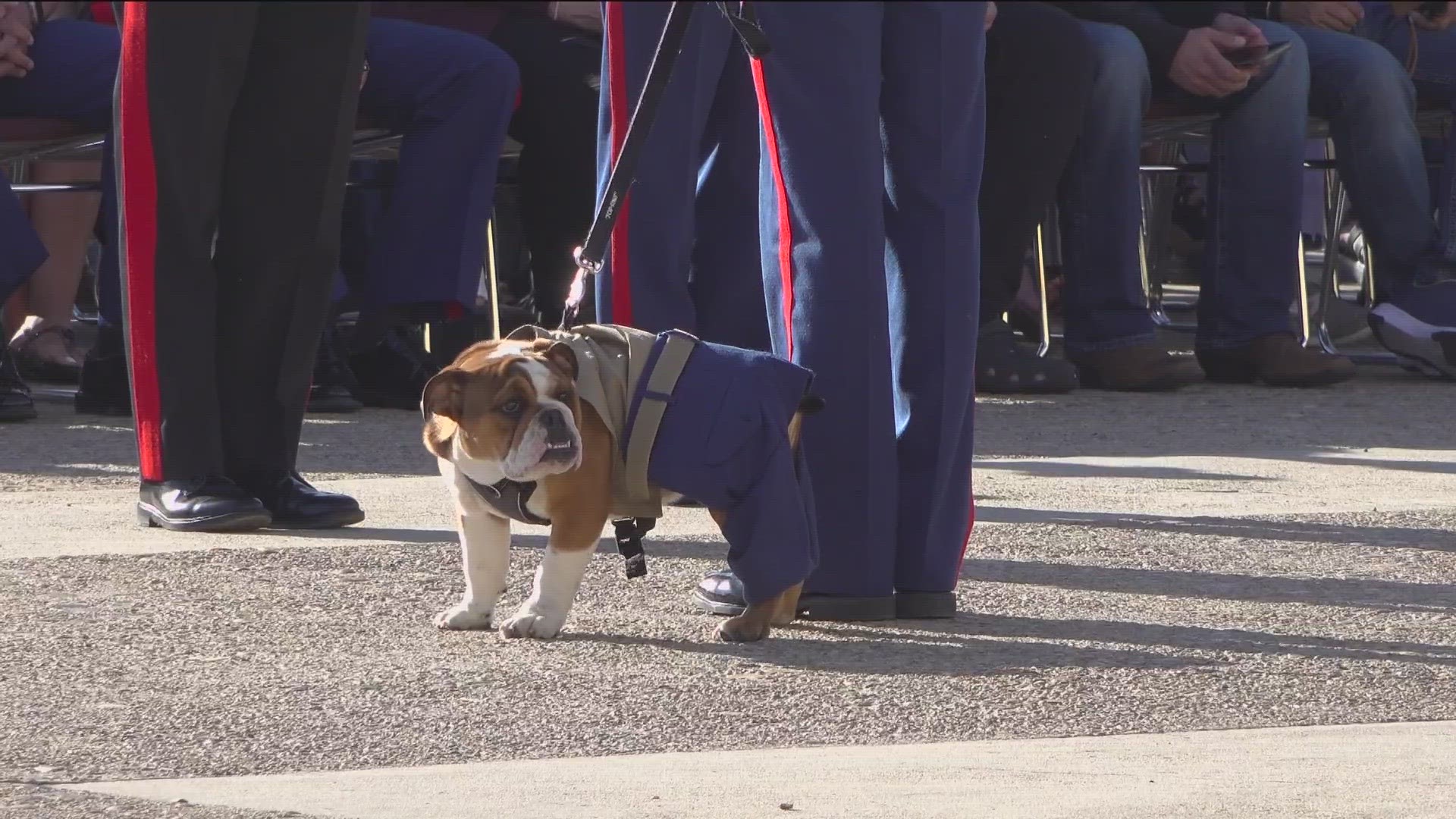 Private Bruno Hochmuth is a five-month-old English Bulldog who now serves as the mascot for the Marine Corps Recruit Depot.