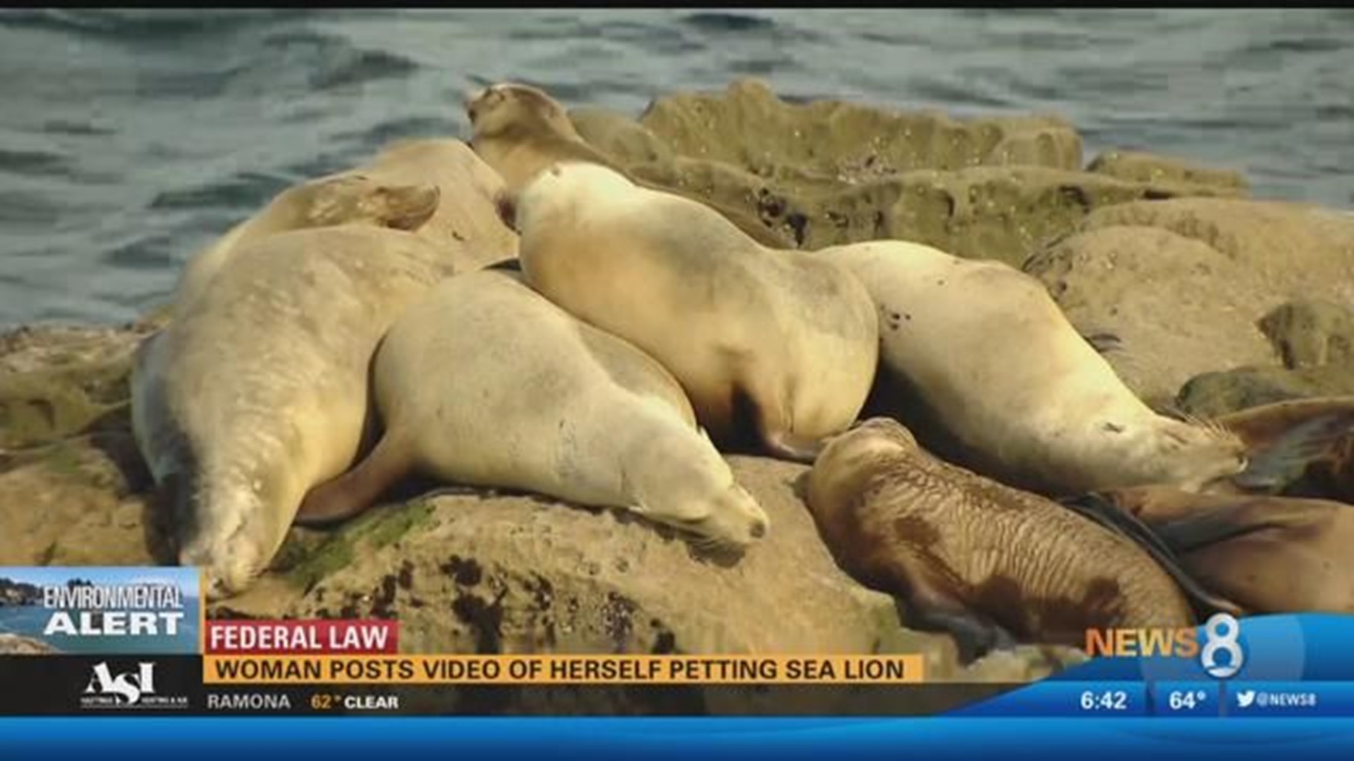 Man caught illegally petting sea lion pup in La Jolla