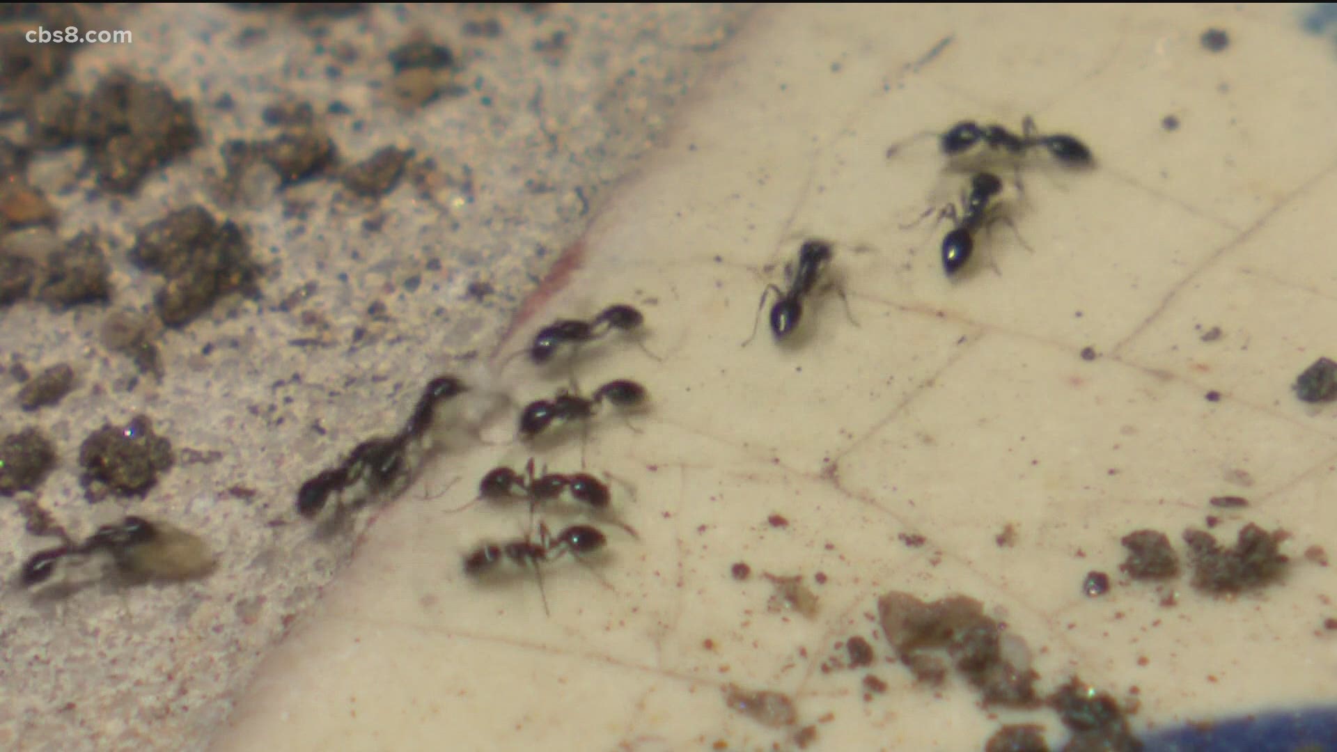 Because of the hot, dry conditions, ants are searching for shelter, food and water indoors.