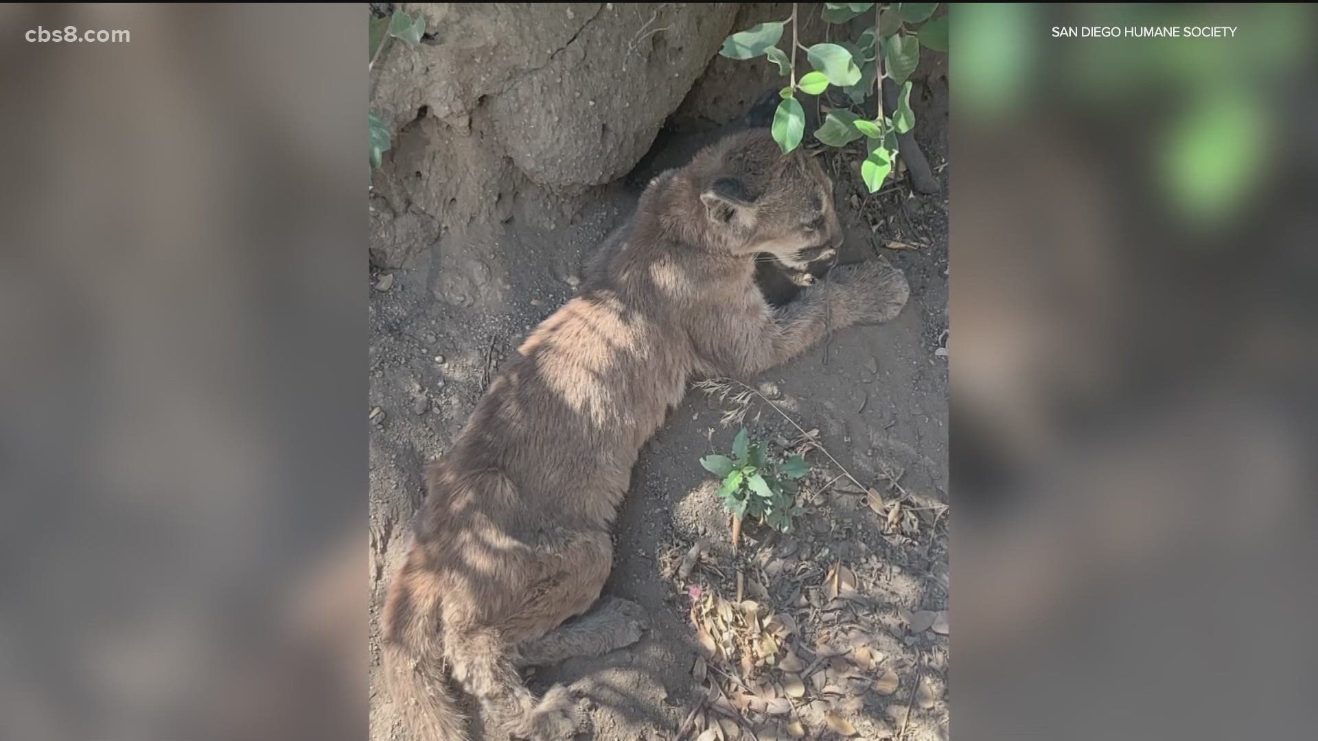 An orphaned mountain lion cub who arrived at San Diego Humane Society’s Project Wildlife, Ramona Campus was in critical condition but finally feeling better.